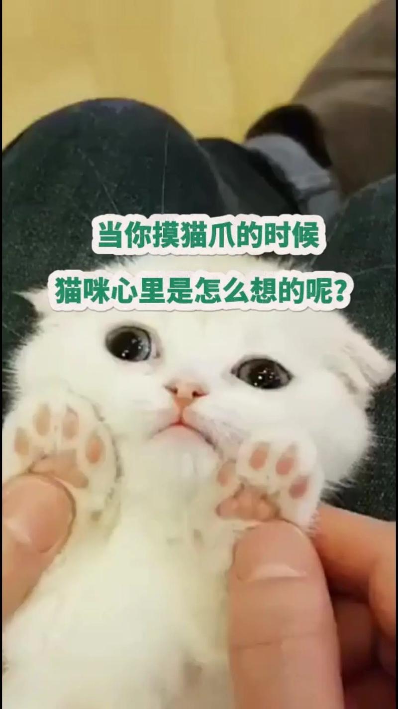 為何我的貓咪總是伸爪子？揭秘貓的神秘習慣