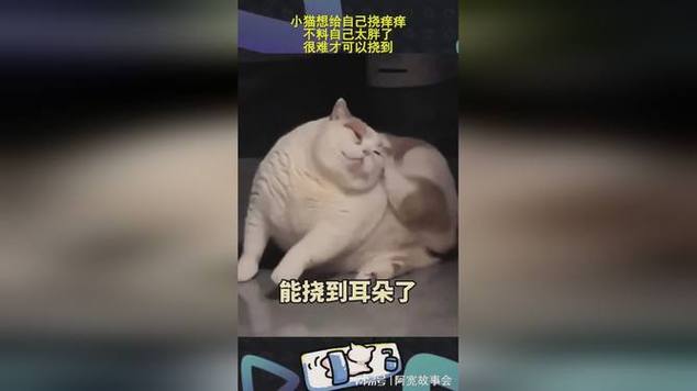 貓咪的善意與誤解，為什么它們會(huì)咬你撓你？