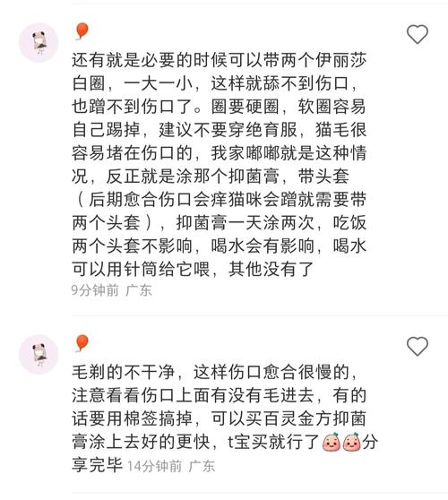 貓咪的智慧，如何優(yōu)雅地處理傷口并自我愈合