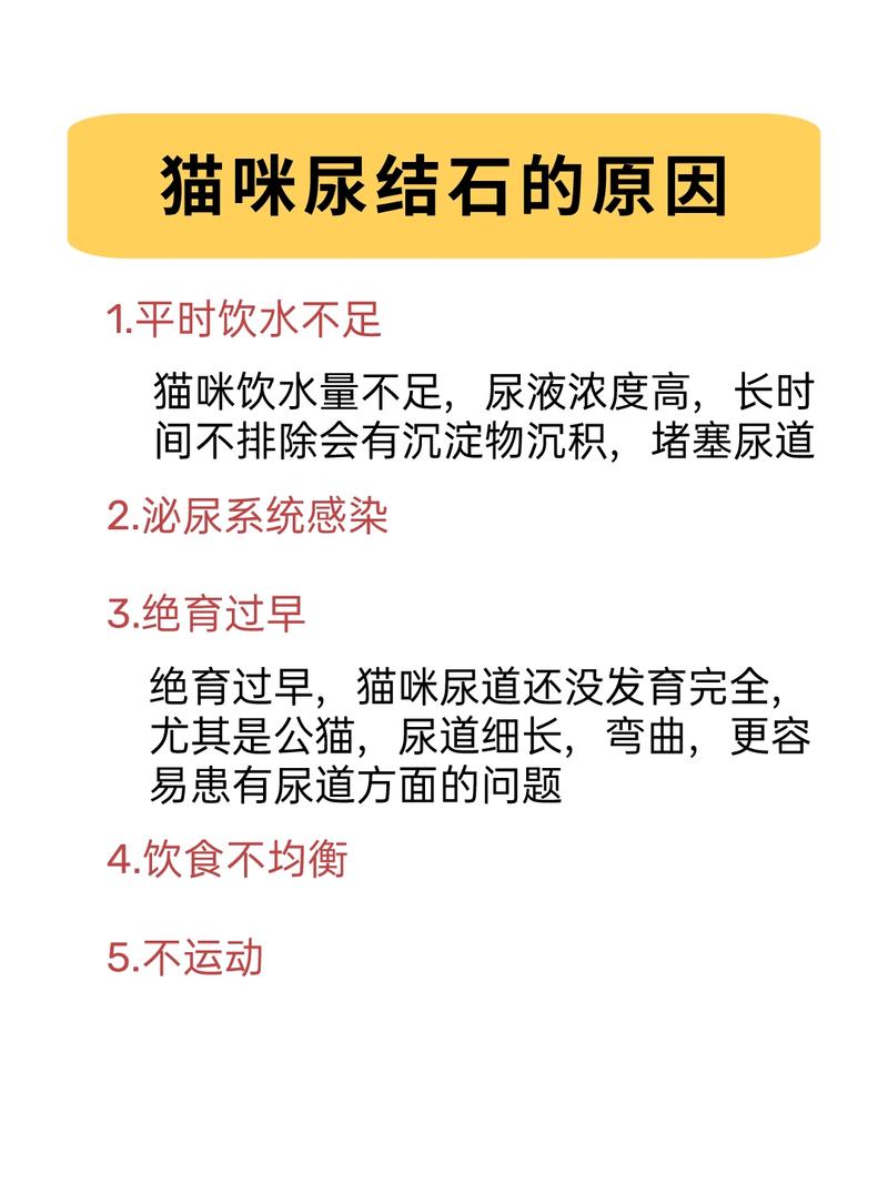 貓咪尿頻，常見癥狀與潛在健康問(wèn)題