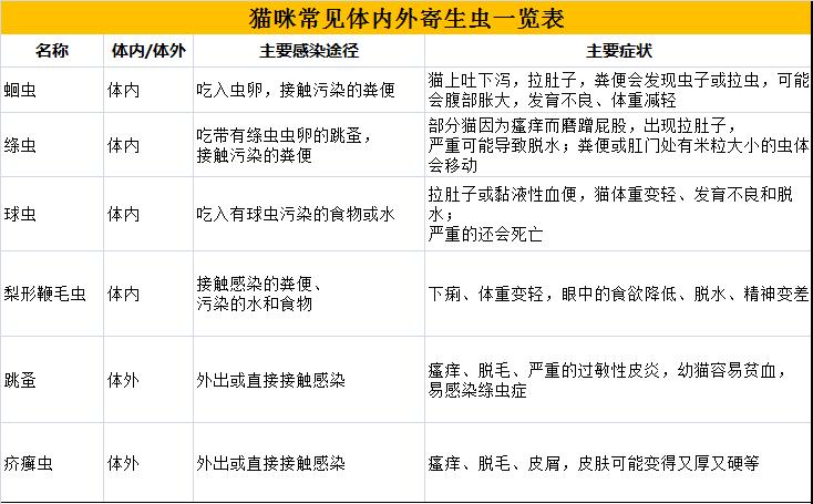 貓咪肚子有線蟲，了解常見寄生蟲病及其防治