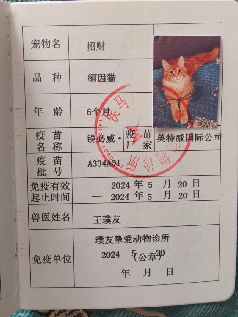 貓咪免費狂犬疫苗，寵物健康守護計劃