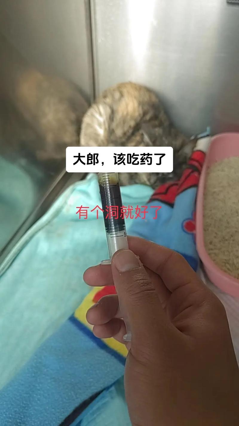 意外之痛，貓咪被喂藥嗆到的教訓(xùn)