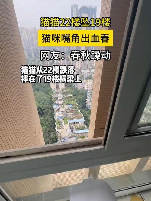 貓咪9樓墜樓事件，悲劇背后的深層次問題