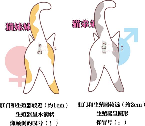 揭秘貓咪性別，簡單幾步教你一眼分辨