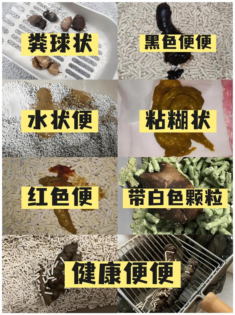 揭秘貓咪大便正常圖，如何判斷你的毛孩子是否健康