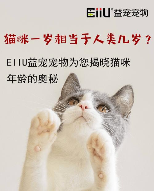 貓咪究竟會(huì)長(zhǎng)多大？揭秘貓咪的成長(zhǎng)奧秘