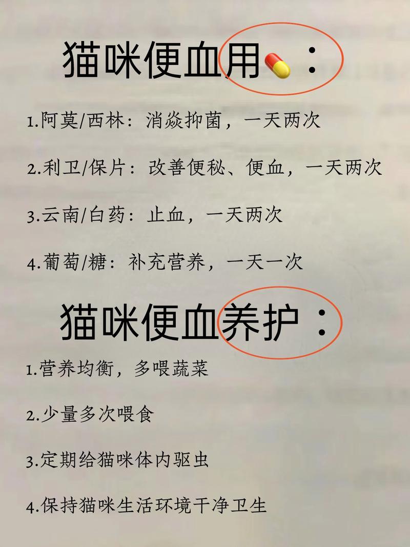 貓咪突然便血且拉稀？可能是健康亮起的紅燈！