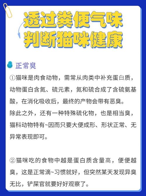 貓咪腸炎，你不知道的那些真相