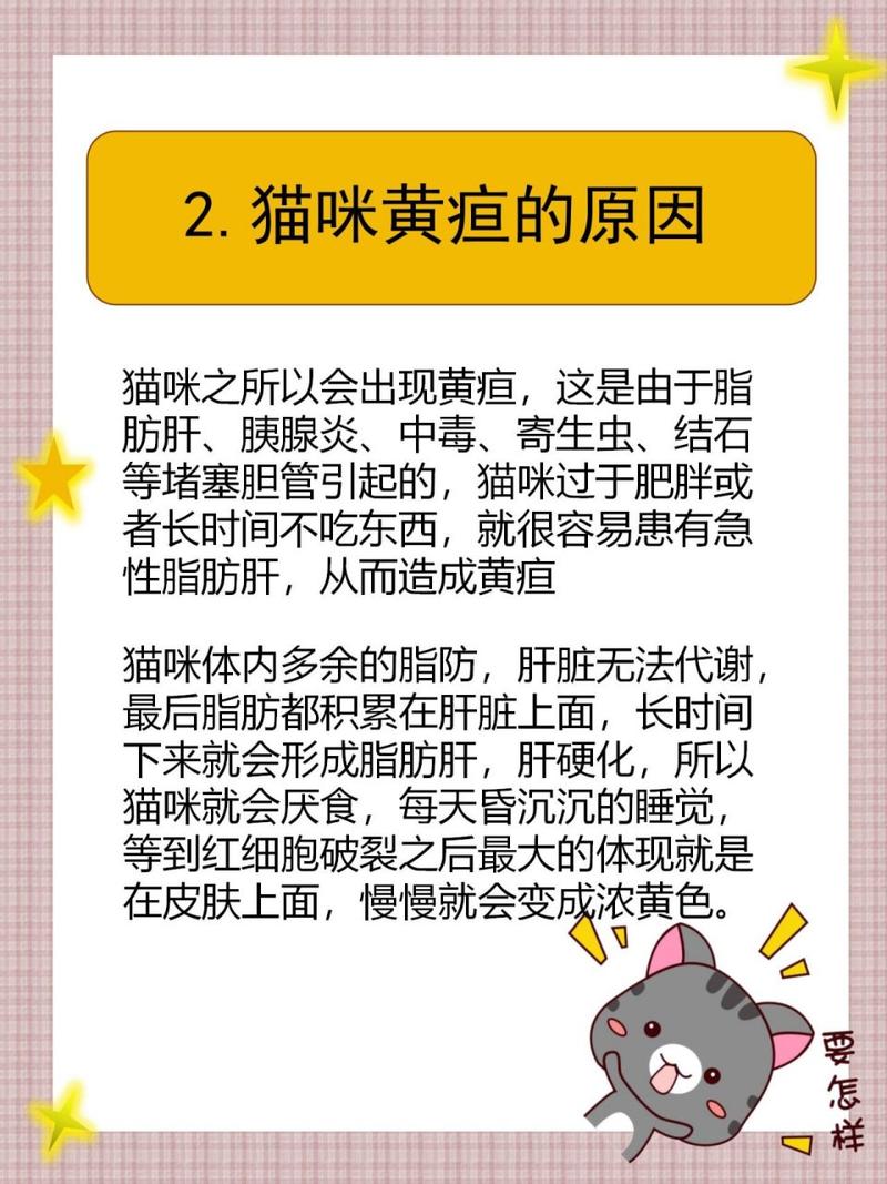 貓咪黃疸，一種常見但不具傳染性的健康問題