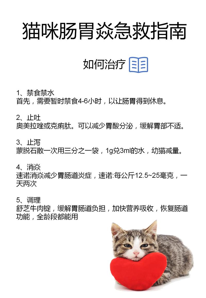 如何輕松教會你的貓咪吃飯——訓練技巧全解析