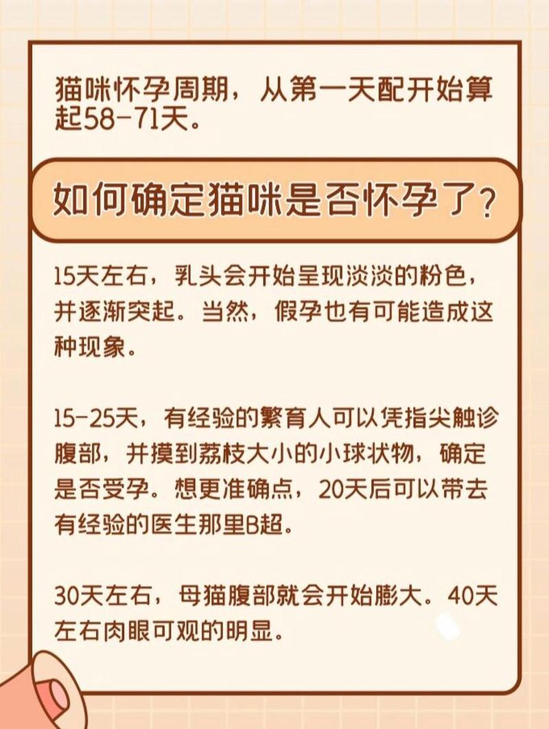 貓咪懷孕期間為何出現(xiàn)下體出血？專家解析