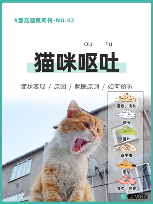 貓咪日常護(hù)理與急救，新手飼主必備指南