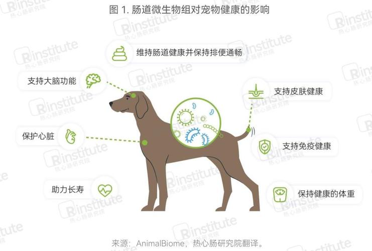 貓咪腸道健康護(hù)理指南，輕松維護(hù)毛孩子幸福生活