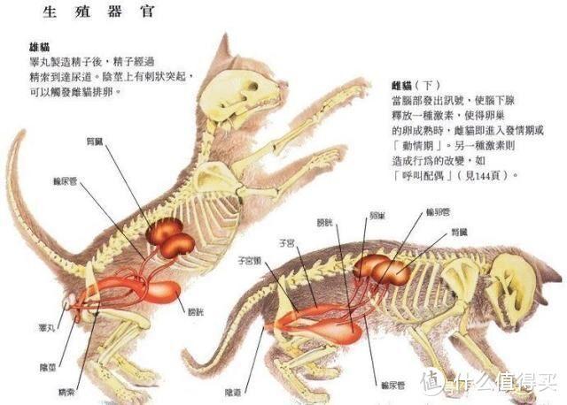 揭秘貓咪的神秘小秘密，尿道有多長？