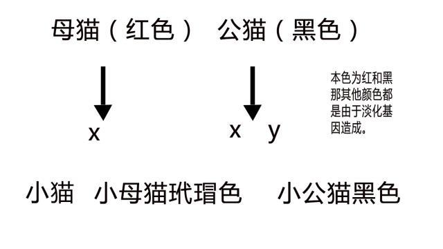 揭秘貓咪配種秘籍，如何科學(xué)地為你的愛寵安排配種