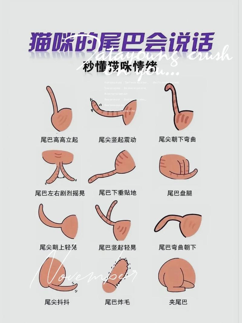 貓咪為何會(huì)自然流產(chǎn)？專家解析與預(yù)防指南