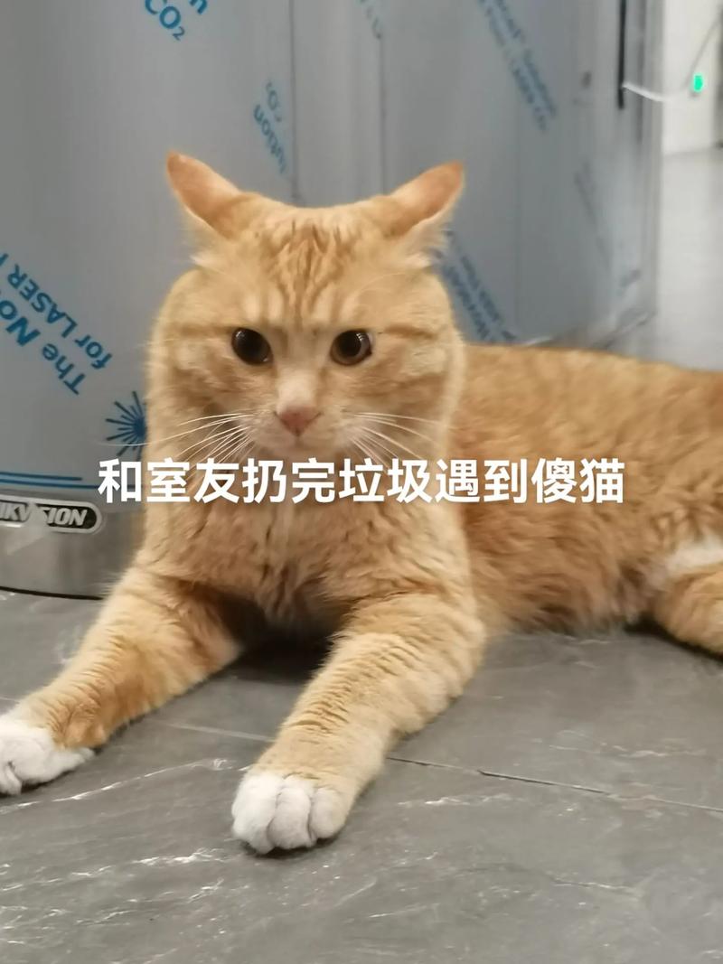 貓咪與獼猴桃的奇妙相遇