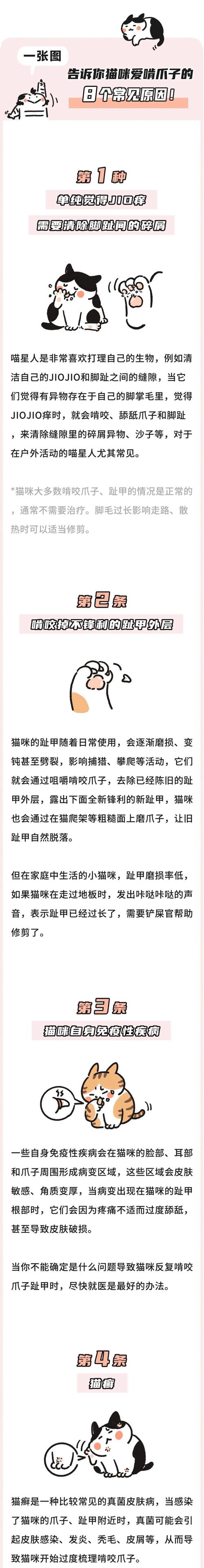 貓咪為何瘋狂咬爪？揭秘背后真相