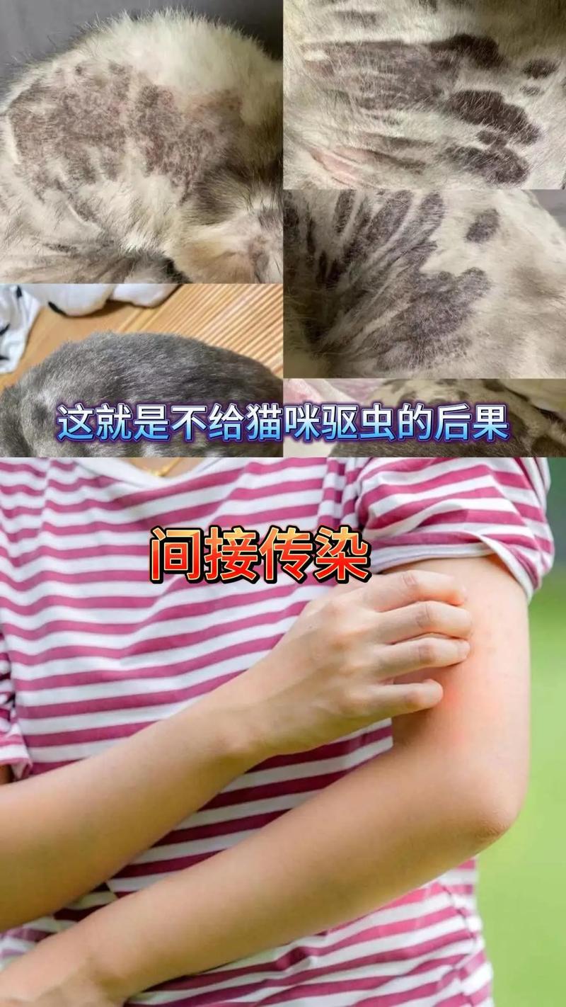 貓咪迷蹤記，如何巧妙地尋回失蹤的毛孩子