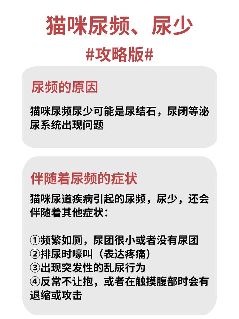 貓咪尿頻，了解與解決排尿問題的秘籍