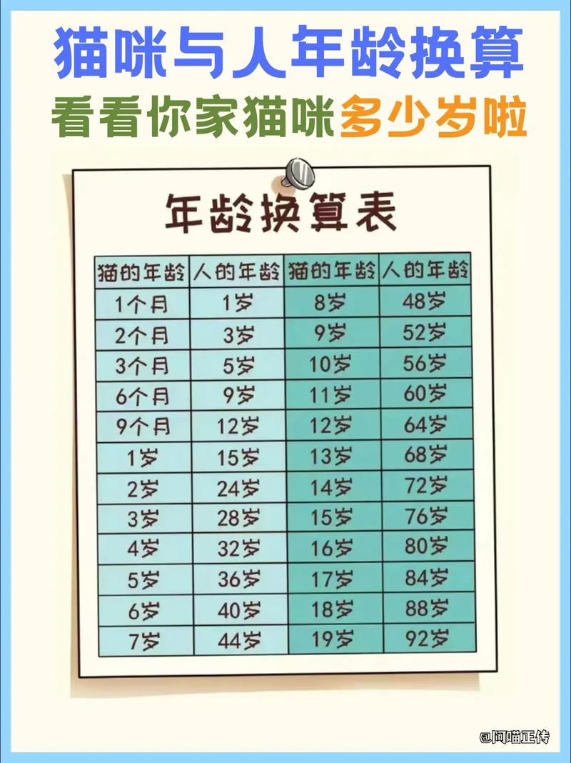 揭秘貓咪最佳出售年齡，如何正確引導(dǎo)你的毛孩子走向新家