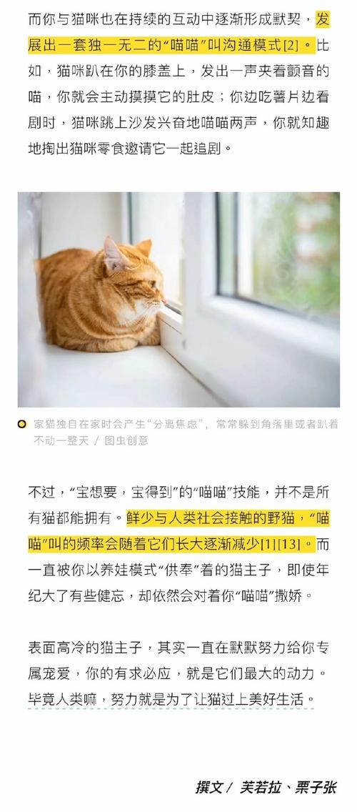 貓咪見到主人，為何總要叫喚？