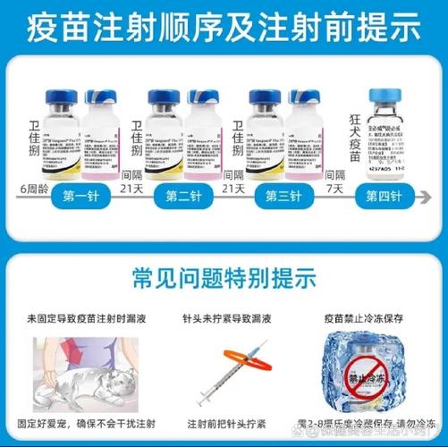 貓咪疫苗，了解正確注射方法