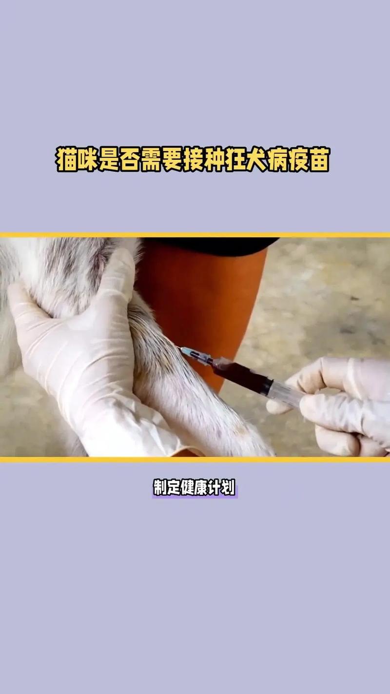 貓咪狂犬疫苗接種指南，詳細(xì)流程與重要注意事項