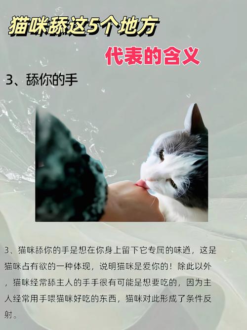 貓咪的本能與訓(xùn)練，如何讓它們學(xué)會(huì)用舌頭舔自己