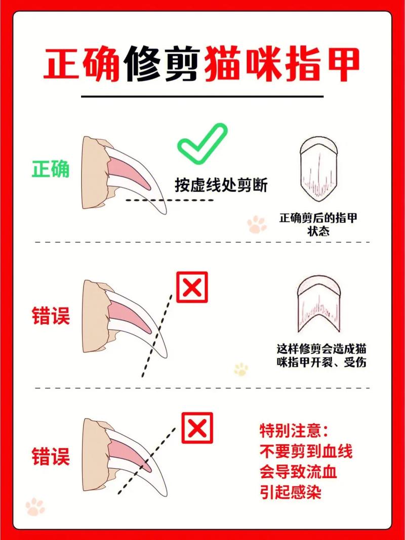 貓咪指甲變厚，原因與護(hù)理指南