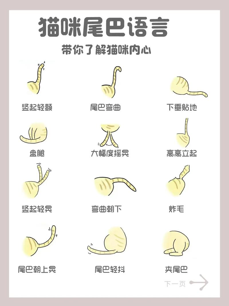 貓咪的尾巴語(yǔ)言，一瞥之間讀懂它們的心思