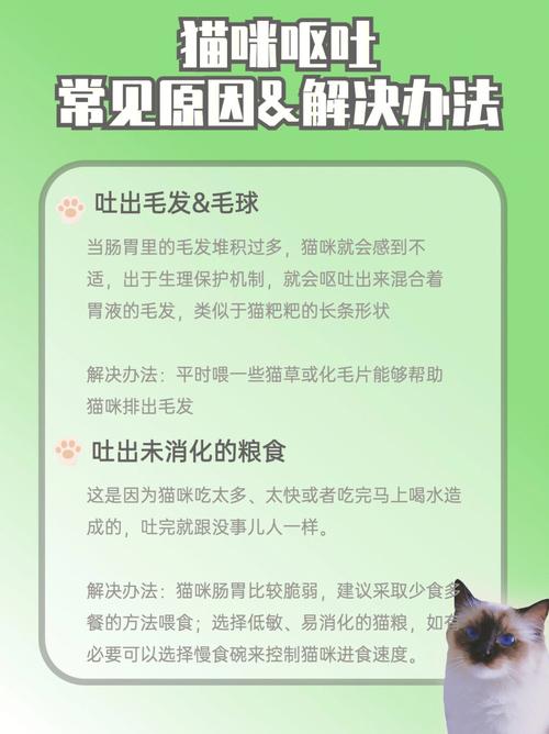 貓咪為何會因嘔吐而離世？——探索背后的原因與預(yù)防