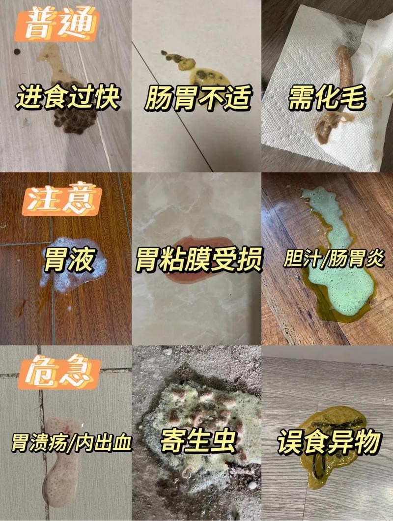 貓咪為何會嘔吐得如此難聞？