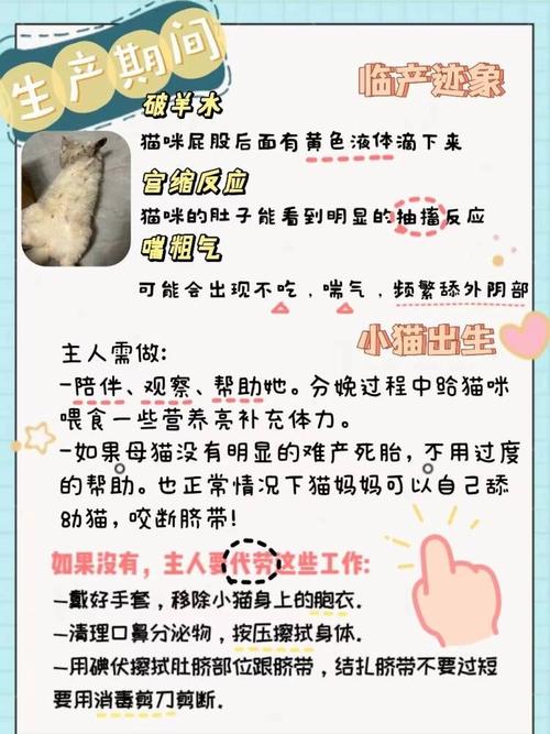 孕期貓咪洗澡——呵護(hù)寵物還是過度照料？