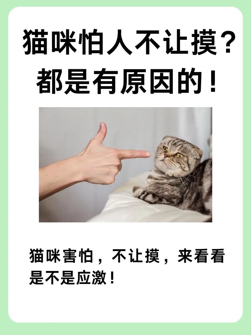 貓咪為什么總是拒絕讓你摸它？