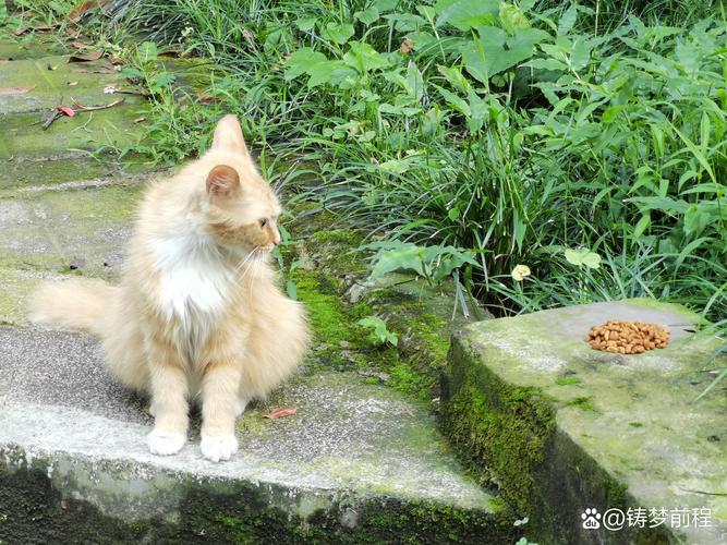 貓咪食不下咽？探析養(yǎng)寵人面對厭食癥的應(yīng)對之道