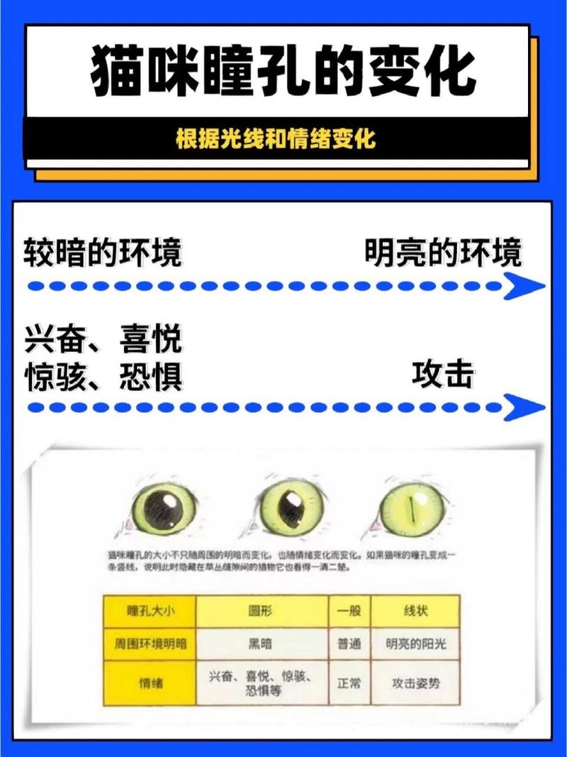 揭秘貓咪瞳孔變化的秘密，大小之間藏著什么玄機(jī)？