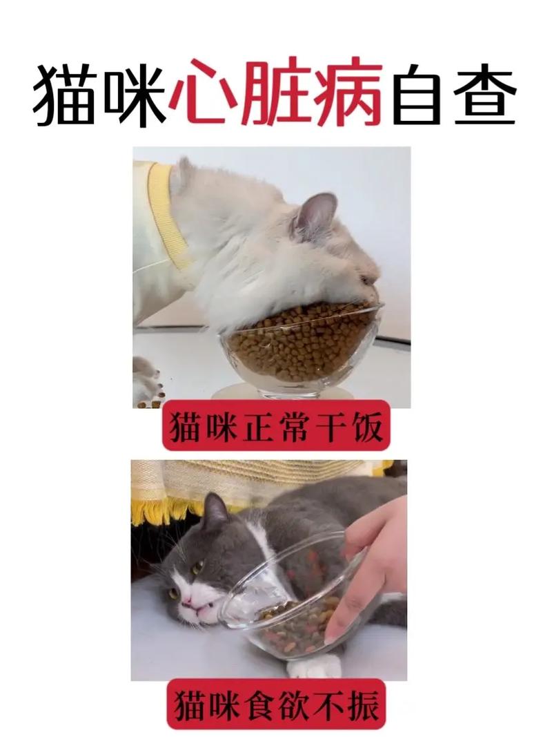 貓咪膀胱破裂，了解癥狀與緊急處理