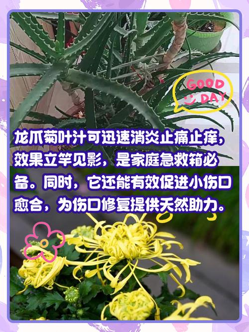 貓咪的菊花盛宴——探索寵物習(xí)性的奧秘