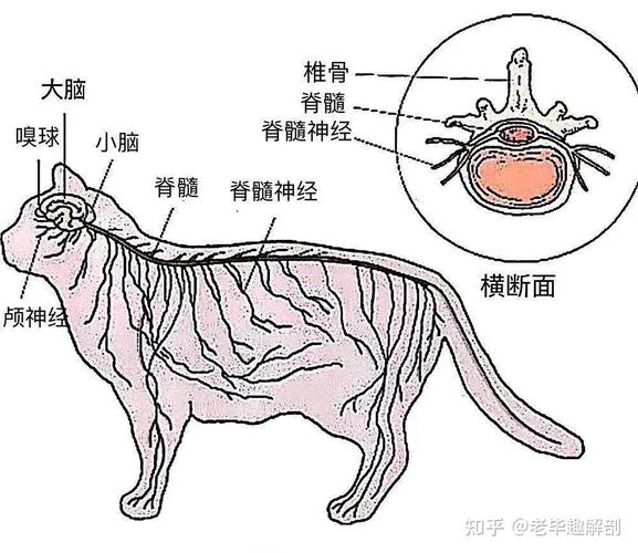 貓咪尾巴中的神秘骨骼結(jié)構(gòu)