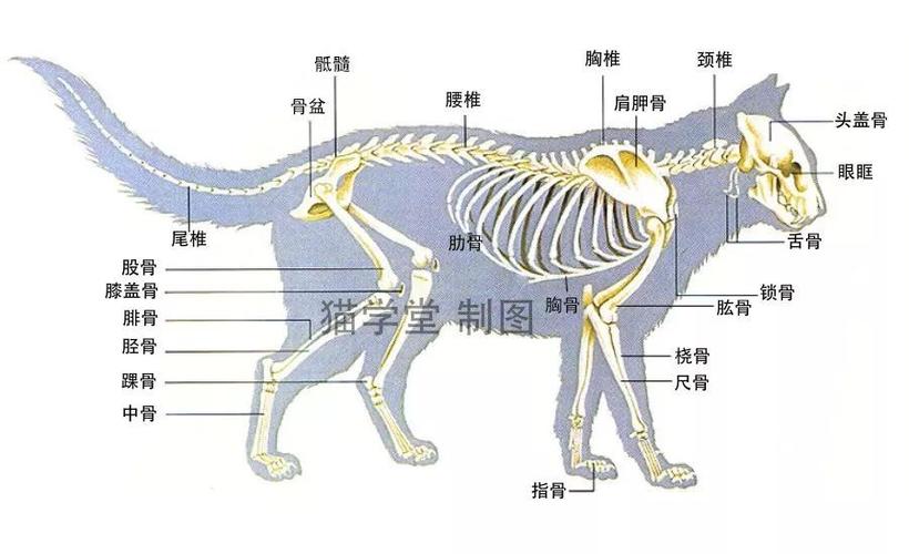 貓咪后腿受傷，如何正確對待與護理