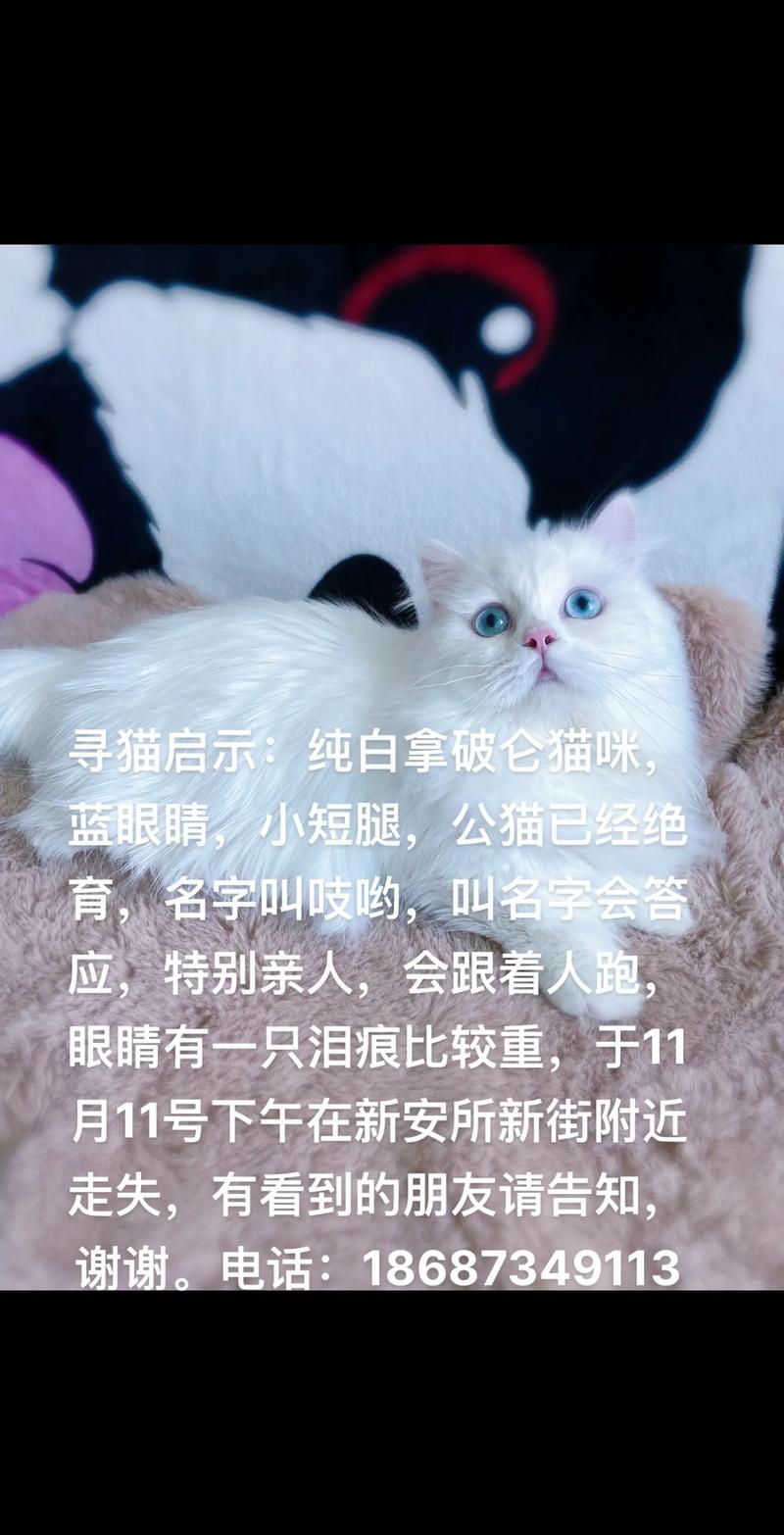 喵蹤難覓，尋找丟失的小貓咪