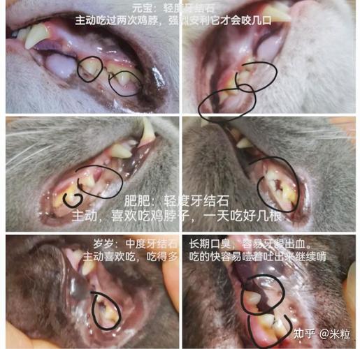 揭秘貓咪吃貓糧為何會(huì)口臭的秘密