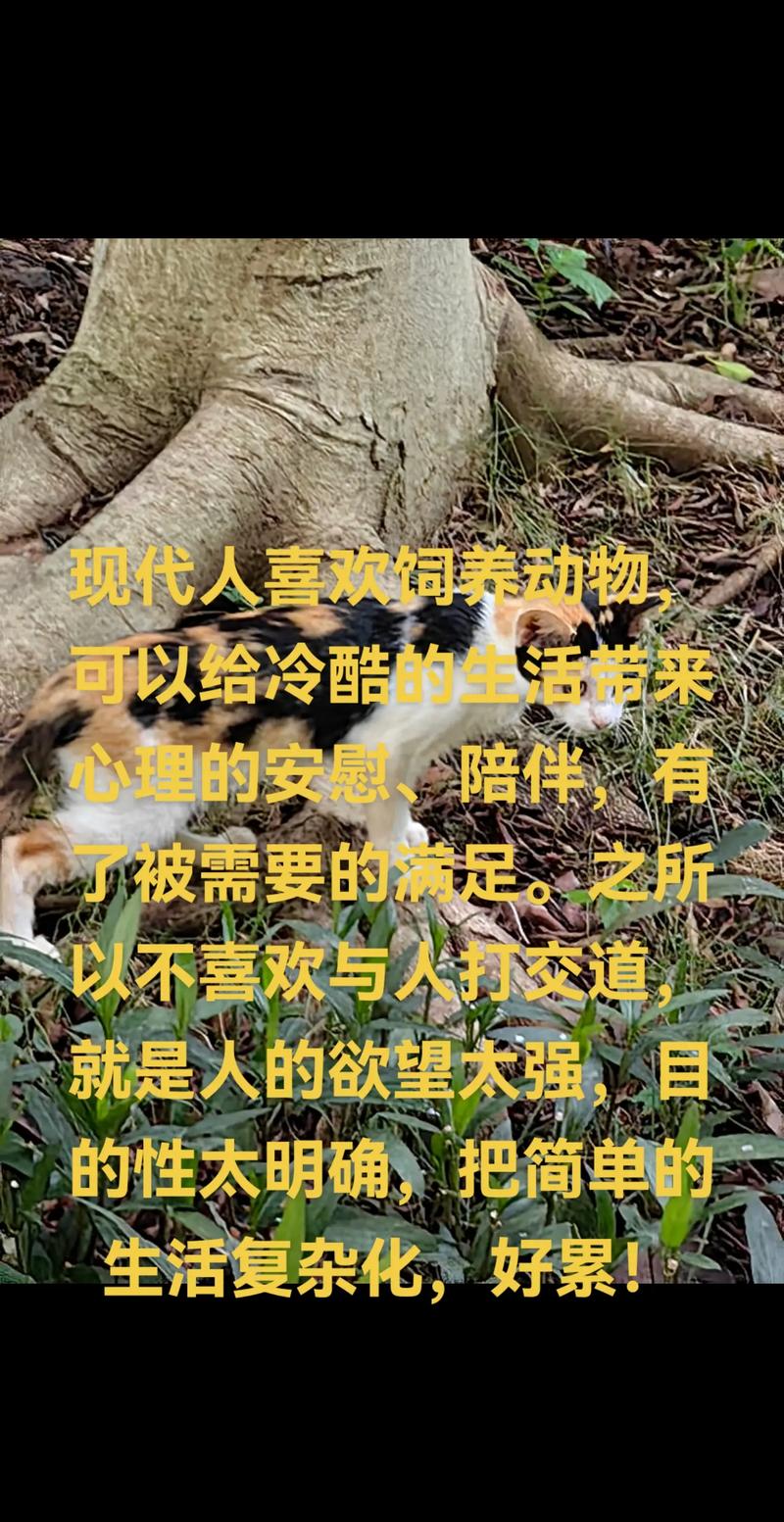 貓咪的溫柔與攻擊，一場無聲的誤解