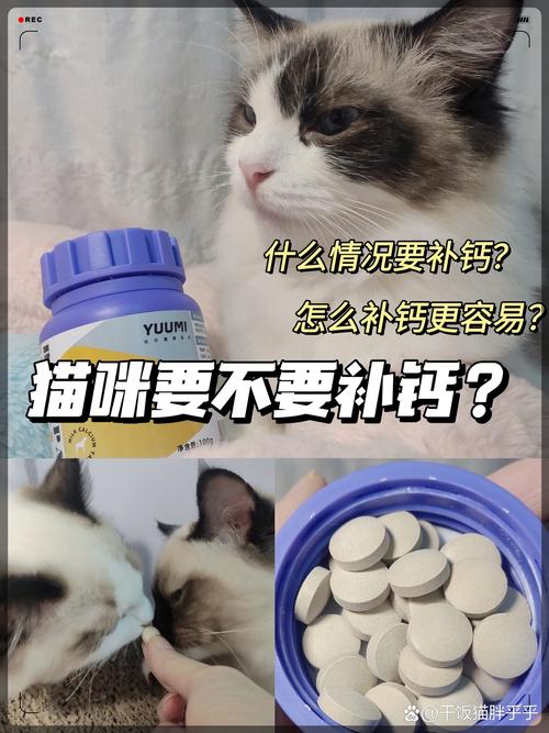 貓咪為何消瘦厭食？家庭護理與獸醫(yī)關注的雙重重要性