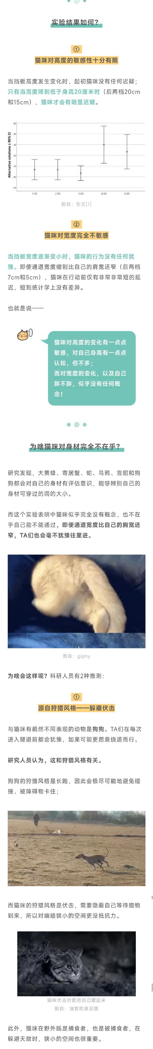 貓咪為何鐘情于馬桶——探索貓咪行為背后的秘密