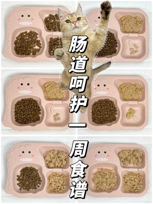 貓咪可以吃素嗎？揭秘食譜背后的真相