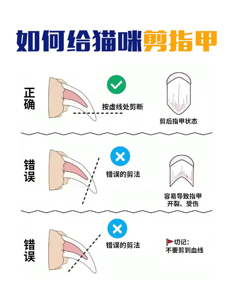 如何安全給貓咪修指甲