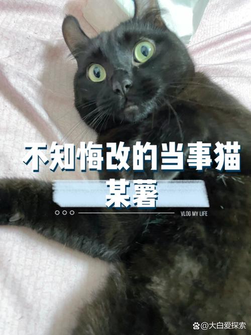 夜色中的喵語(yǔ)——探討貓咪夜間活躍的原因與影響